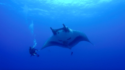 Diving with a Giant Pacific Manta Ray off of Socorro Island. These peaceful giants are some of the most majestic & beautiful creatures I've ever had the pleasure of diving with. I could list all sorts of facts about their complex & important role in marine ecosystems, but there is nothing more powerful than the way they approach divers & stare directly into your eyes. All living things have a soul.